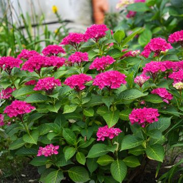 Hydrangea macrophylla Pia - Ortensia