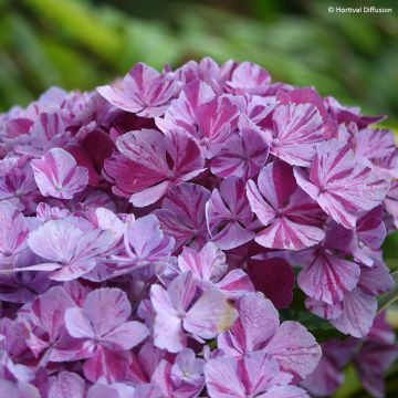 Hydrangea macrophylla Pinky Binder - Ortensia