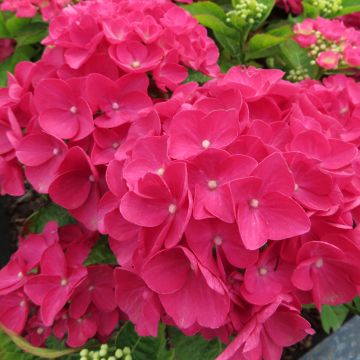 Hortensia - Hydrangea macrophylla Rebellion Dark Pink Love
