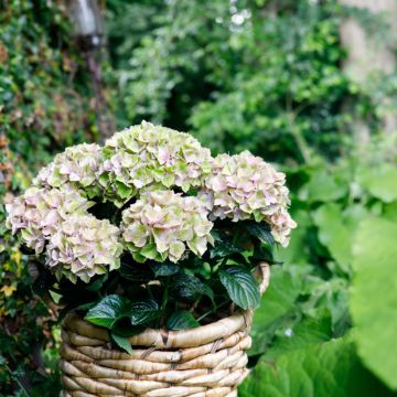Hortensia - Hydrangea macrophylla Rembrandt Bella Pesche