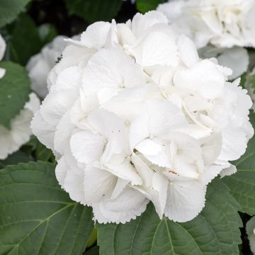 Hydrangea macrophylla Schneeball - Ortensia