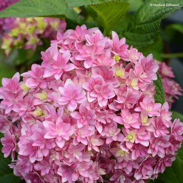 Hydrangea macrophylla Stellar Pink - Ortensia