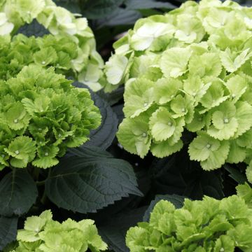 Hydrangea macrophylla Verdi - Ortensia