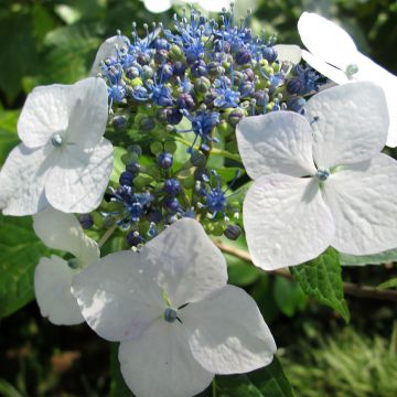 Hydrangea macrophylla White Wave - Ortensia