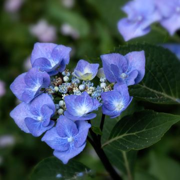 Hydrangea macrophylla Zorro Blue - Ortensia