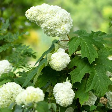 Hydrangea quercifolia Gatsby Moon - Ortensia a foglie di quercia