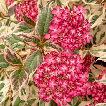 Hydrangea serrata Euphoria Pink - Ortensia