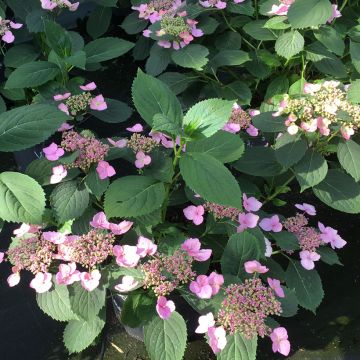 Hydrangea serrata Magic Pillow - Ortensia
