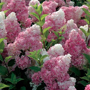 Hydrangea paniculata Vanille Fraise - Ortensia paniculata