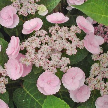 Hydrangea macrophylla Camino - Ortensia