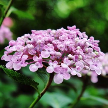 Hydrangea macrophylla Ayesha - Ortensia