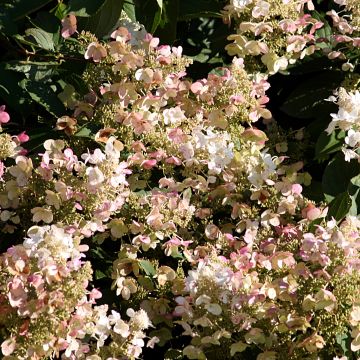 Hydrangea paniculata Burgondy Lace - Ortensia paniculata