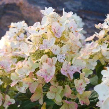 Hydrangea paniculata Tickled Pink - Ortensia paniculata