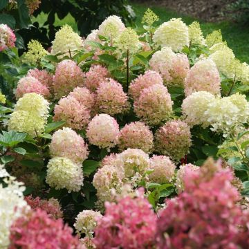 Hydrangea paniculata Fire Light Tidbit - Ortensia paniculata