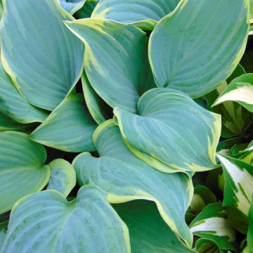 Hosta Blue Flame