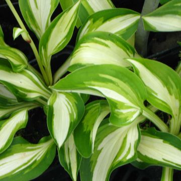 Hosta Joyce Trott