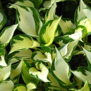 Hosta Morning Light