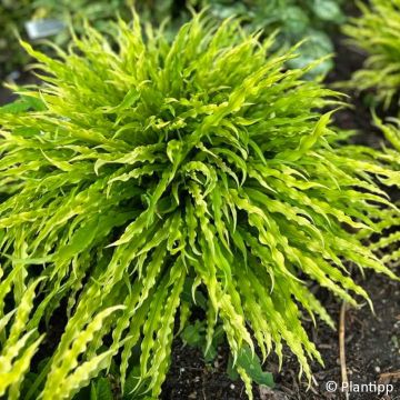 Hosta Party Streamers