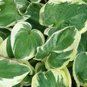 Hosta Snow Cap