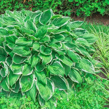 Hosta sieboldii var. alba