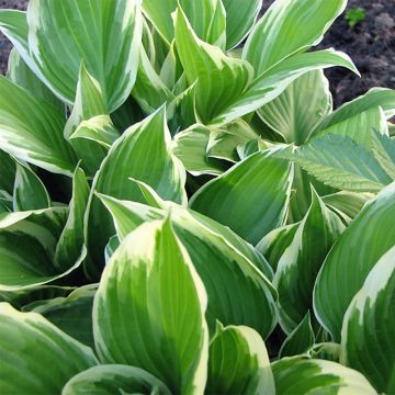 Hosta Summer Fragrance