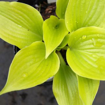 Hosta Blue Angel