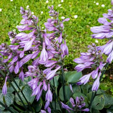 Hosta Hosta Blue Cadet