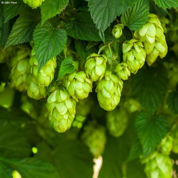 Luppolo HOPS - Humulus lupulus