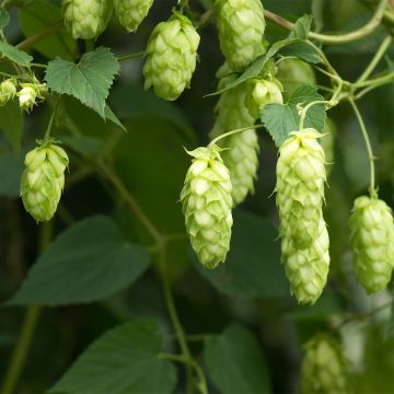 Luppolo Jupiter - Humulus lupulus