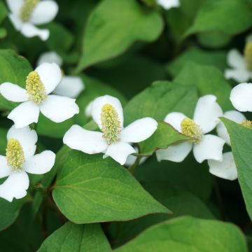 Houttuynia cordata - Pianta camaleonte