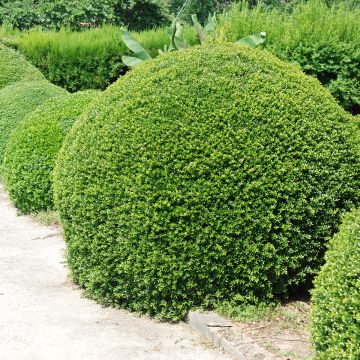 Ilex crenata Dark Green - Agrifoglio giapponese