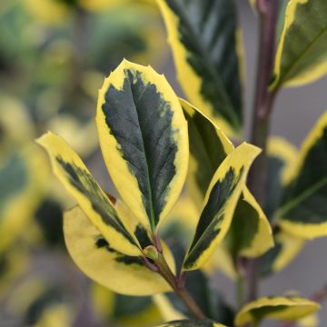 Ilex Golden King - Agrifoglio