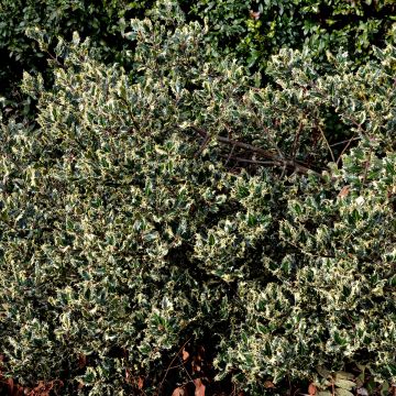 Ilex aquifolium Argenteomarginata - Agrifoglio variegato