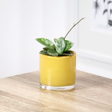 Hoya Mathilde Splash - Fiore di cera