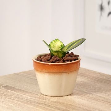 Hoya australis Tricolor - Fiore di cera
