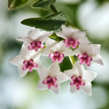 Hoya bella - Fiore di cera