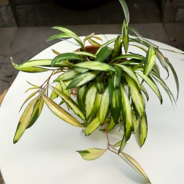 Hoya wayetii Tricolor - Fiore di cera