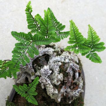 Humata tyermannii - Felce zampa di Lepre