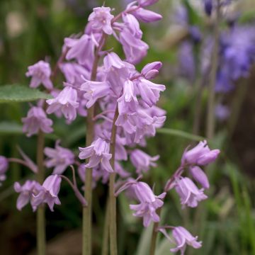Hyacinthoides non-scripta Rosea - Giacinto non-scritto