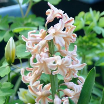 Giacinto Firelight - Hyacinthus