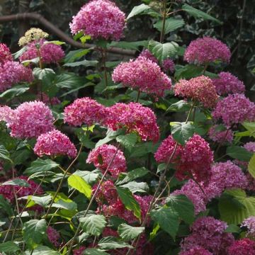 Hydrangea arborescens Bella Anna - Ortensia