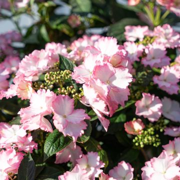 Hydrangea macrophylla Bloombuster rose - Ortensia