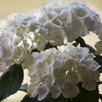 Hydrangea macrophylla Magical Pearl - Ortensia