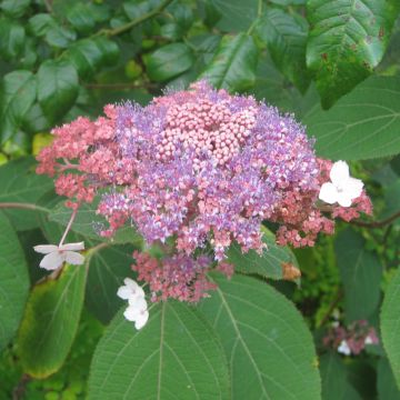 Hydrangea aspera Kawakami - Ortensia