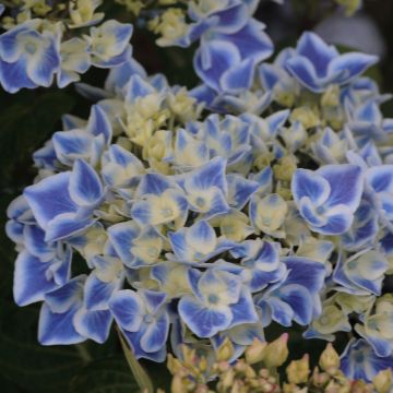 Hydrangea macrophylla Lady Fujiyo - Ortensia