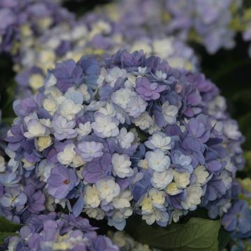 Hydrangea macrophylla Tea Time Together - Ortensia