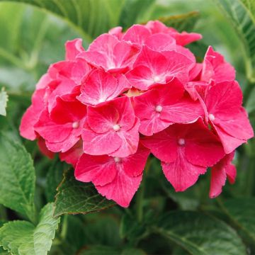 Hydrangea macrophylla Alpenglühen - Ortensia