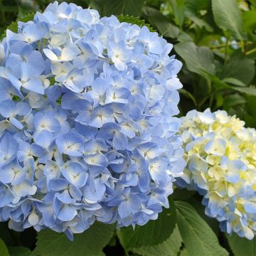 Hydrangea macrophylla Ankong - Ortensia