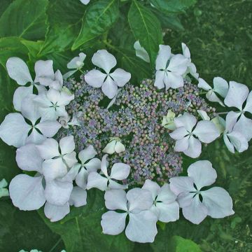 Hydrangea macrophylla Beauté Vendômoise - Ortensia