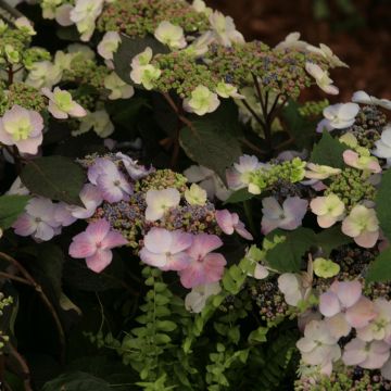 Hydrangea macrophylla Blueberry Cheesecake - Ortensia